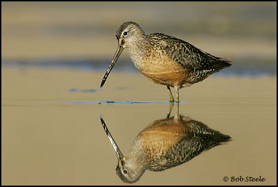 Long-billed Dowitcher (Limnodromus scolopaceus)