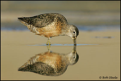Long-billed Dowitcher (Limnodromus scolopaceus)