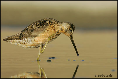 Long-billed Dowitcher (Limnodromus scolopaceus)