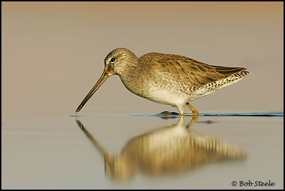 Long-billed Dowitcher (Limnodromus scolopaceus)