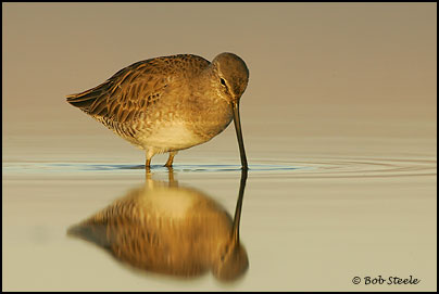 Long-billed Dowitcher (Limnodromus scolopaceus)