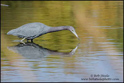 Little Blue Heron (Egretta caerulea)