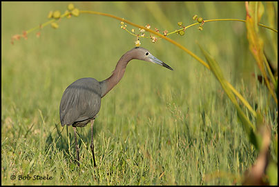 Little Blue Heron (Egretta caerulea)