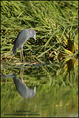 Little Blue Heron (Egretta caerulea)