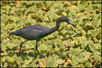 Little Blue Heron (Egretta caerulea)