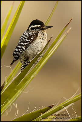 Ladder-backed Woodpecker (Picoides scalaris)