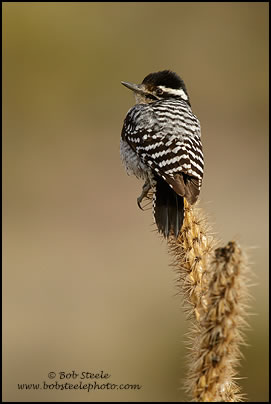 Ladder-backed Woodpecker (Picoides scalaris)