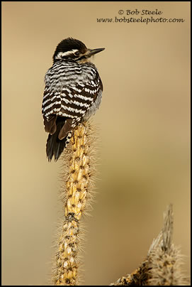 Ladder-backed Woodpecker (Picoides scalaris)