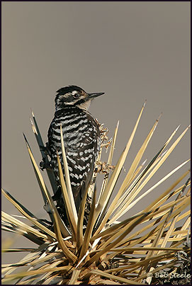 Ladder-backed Woodpecker (Picoides scalaris)