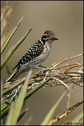 Ladder-backed Woodpecker (Picoides scalaris)