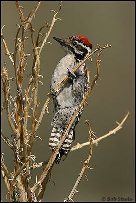 Ladder-backed Woodpecker (Picoides scalaris)