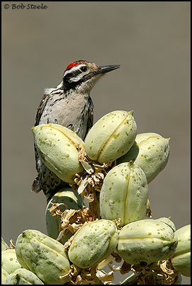Ladder-backed Woodpecker (Picoides scalaris)