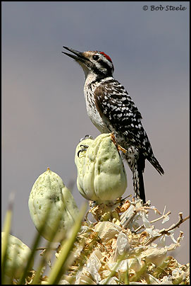 Ladder-backed Woodpecker (Picoides scalaris)