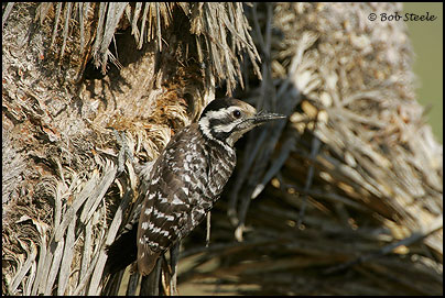 Ladder-backed Woodpecker (Picoides scalaris)