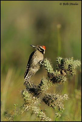 Ladder-backed Woodpecker (Picoides scalaris)