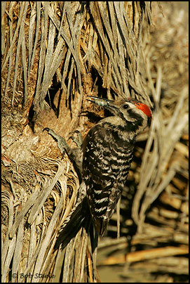 Ladder-backed Woodpecker (Picoides scalaris)