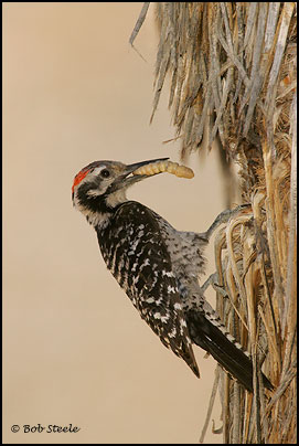 Ladder-backed Woodpecker (Picoides scalaris)