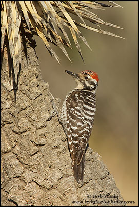 Ladder-backed Woodpecker (Picoides scalaris)