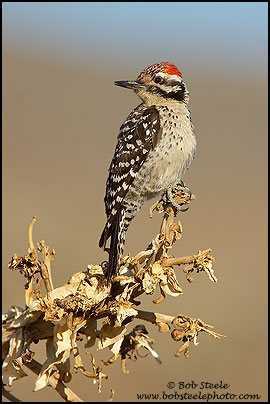 Ladder-backed Woodpecker (Picoides scalaris)