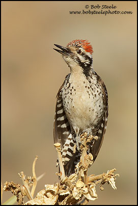 Ladder-backed Woodpecker (Picoides scalaris)