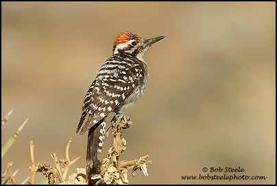 Ladder-backed Woodpecker (Picoides scalaris)