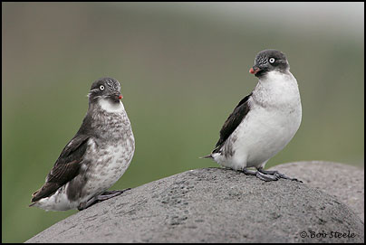 Least Auklet (Aethia pusilla)