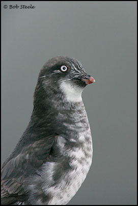 Least Auklet (Aethia pusilla)