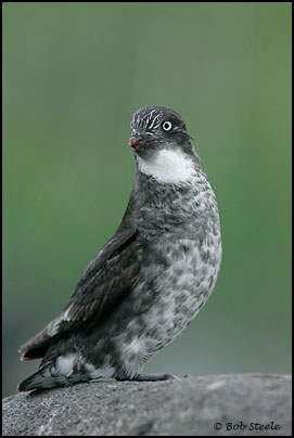 Least Auklet (Aethia pusilla)