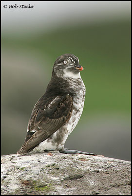 Least Auklet (Aethia pusilla)