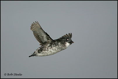 Least Auklet (Aethia pusilla)