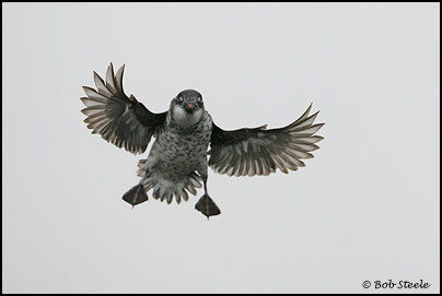 Least Auklet (Aethia pusilla)