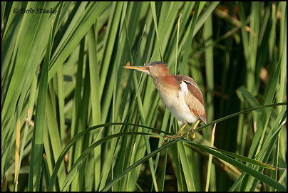 Least Bittern (Ixobrychus exilis)