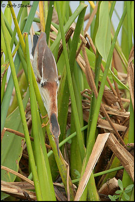 Least Bittern (Ixobrychus exilis)