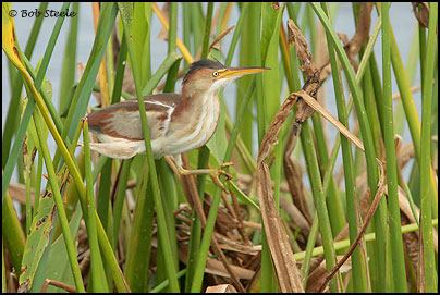 Least Bittern (Ixobrychus exilis)