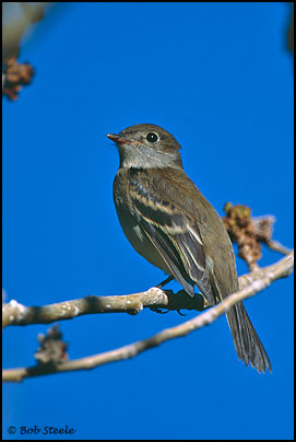 Least Flycatcher (Empidonax minimus)