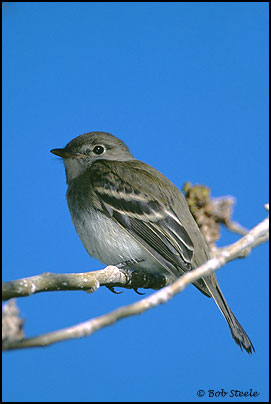 Least Flycatcher (Empidonax minimus)