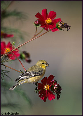 Lesser Goldfinch (Carduelis psaltria)
