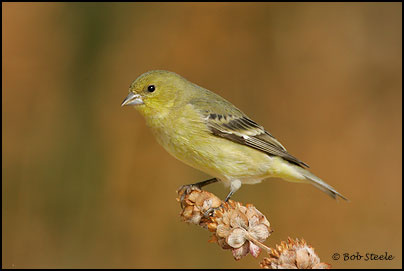 Lesser Goldfinch (Carduelis psaltria)