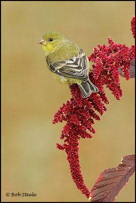 Lesser Goldfinch (Carduelis psaltria)