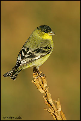 Lesser Goldfinch (Carduelis psaltria)