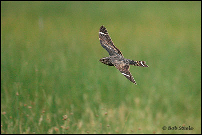 Lesser Nighthawk (Chordeiles acutipennis)