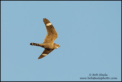 Lesser Nighthawk (Chordeiles acutipennis)