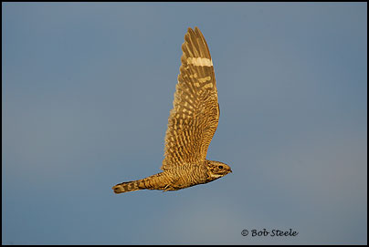 Lesser Nighthawk (Chordeiles acutipennis)