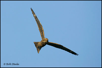 Lesser Nighthawk (Chordeiles acutipennis)