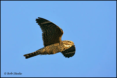 Lesser Nighthawk (Chordeiles acutipennis)