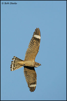 Lesser Nighthawk (Chordeiles acutipennis)