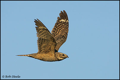 Lesser Nighthawk (Chordeiles acutipennis)