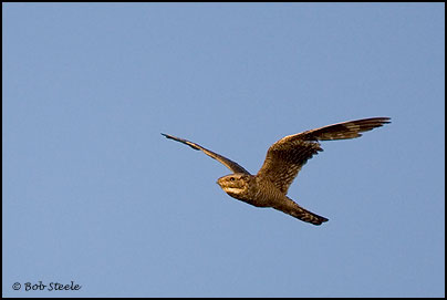 Lesser Nighthawk (Chordeiles acutipennis)