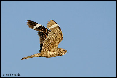 Lesser Nighthawk (Chordeiles acutipennis)