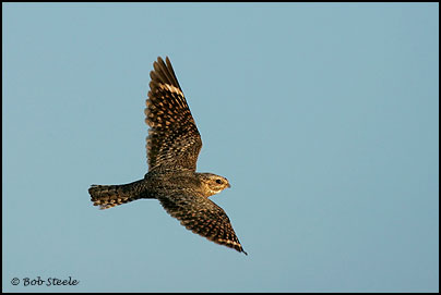 Lesser Nighthawk (Chordeiles acutipennis)